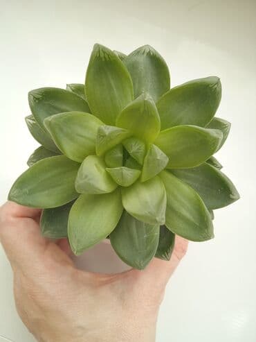 Sukkulent (Echeveria tipli) dekorativ ev bitkisi - Qalın, ətli