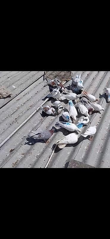 brama yumurtasi satisi: 20misi 100manat tərgitmə quşdu 070.990.67.99 gel alda — 2