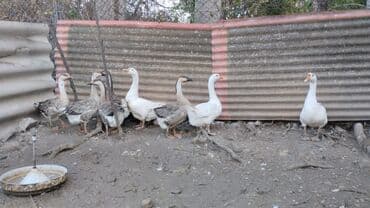 дом для собак: Гуси — 2