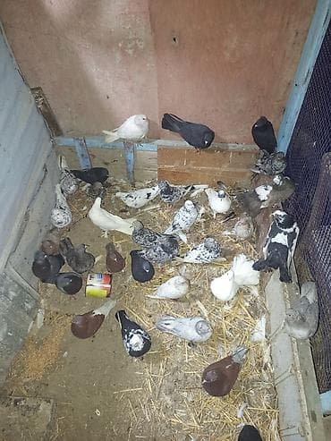 it sekileri: Məhsul: Ev göyərçinləri qrupu tərgitmə quşlar dı xayiş edlir real — 3