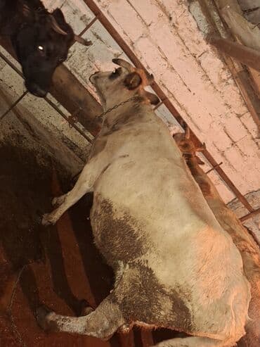 Bentley: .qisir ineyler 2 de kokdu — 7