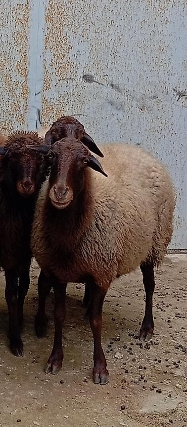 Dana, buzov: Salam ünvan Bakıin maştağa kendi obşi 6 baş heyvanlar 5 baş boğaz — 4