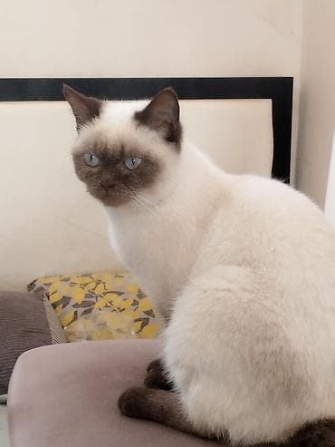 şirin pişik: Siam — 2