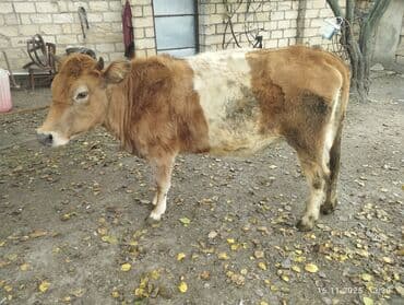 bmw 1 серия 118d at: Dişi, il: 2, Südlük, Ünvandan götürmə — 1