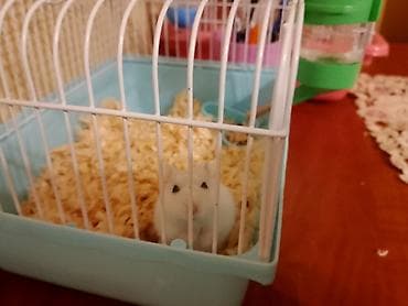 bakida at bazari: Ağ rəngli xamyak və gara rengli xamyak tam dəst qəfəs - Növ: kiçik ev — 3