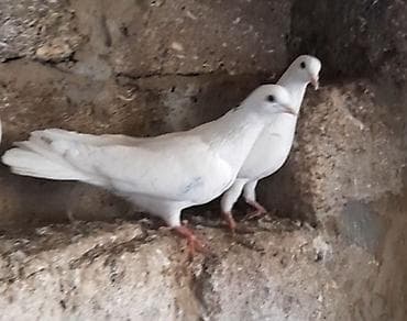 5 manatdan 3 dene tutulma var istiyen olsa buyursun