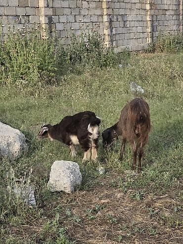 itlerin ucuz qiymete satisi: Heyvanlar tam sağlamdır təcili pul lazım olduğu üçün satılır üçüdə — 5