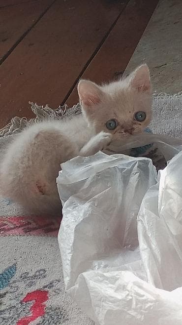 quba heyvanlar: Ağ tüklü, mavi gözlü balaca pişik balası. Qısa burunlu, yumru sifətli — 3