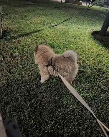 bakida it bazari: Çau-Çau, 7 ay, Erkek, Sənədli — 1