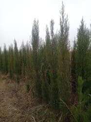 böyürtkən və moruq: Məhsul: Meyvə ağacı tingləri və həmişəyaşıl dekorativ iynəyarpaq — 17