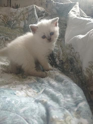 heyvan paltarı: Şotland, Dişi — 4