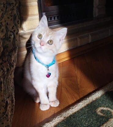 Heyvanlar üçün mallar: Şotland uzun tüklü, Erkək, Yaxşı əllərə, Pulsuz çatdırılma — 1