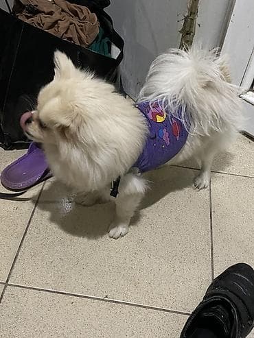 qoyun sekli: Şpitz, 9 ay, Dişi, Peyvəndli, Pulsuz çatdırılma, Ödənişli çatdırılma — 3