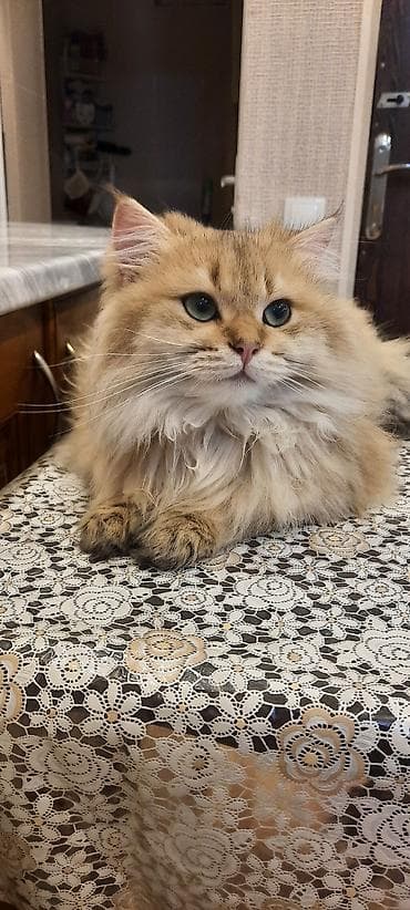 şotlan pişiyi: Şinşilla, Erkək, Cütləşmə üçün — 5
