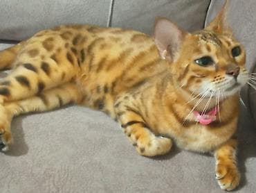 it satsi: Benqal, Erkək, Dişi, Ünvandan götürmə — 6