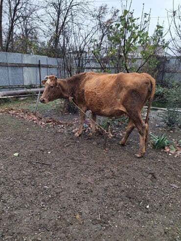 İtlər: 4 ci qarın 8 aylıq boğaz teze doğda 10.litr süt verir — 1