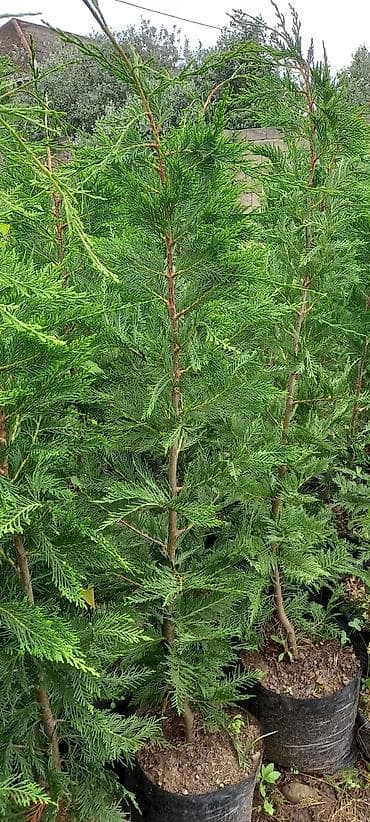 su baki: Leylandira yolka canli hasar bardoyora elverislidir diger novleri — 2