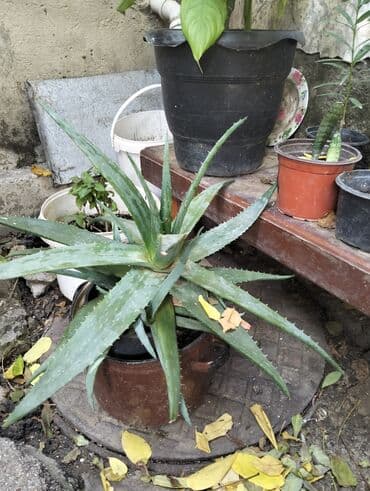 damcı sulama: Aloe vera (sukulenti) – dibçəkdə yetişdirilən sağlam, iri kol — 1