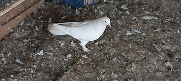 pul sekili: Mayadi. baci qardaşinin 5 saat ucuşu var — 3