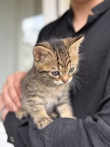 Tabbi, Erkək, Yaxşı əllərə