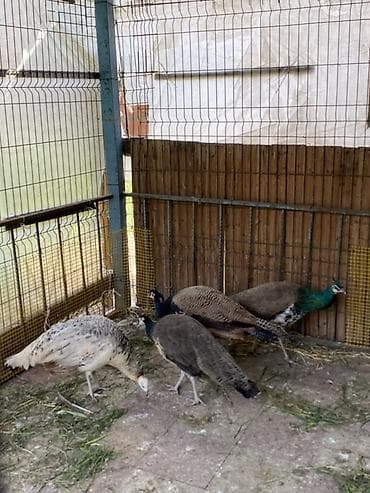 tetra quşu: Cütü 400AZN.1-yaş yarım — 4