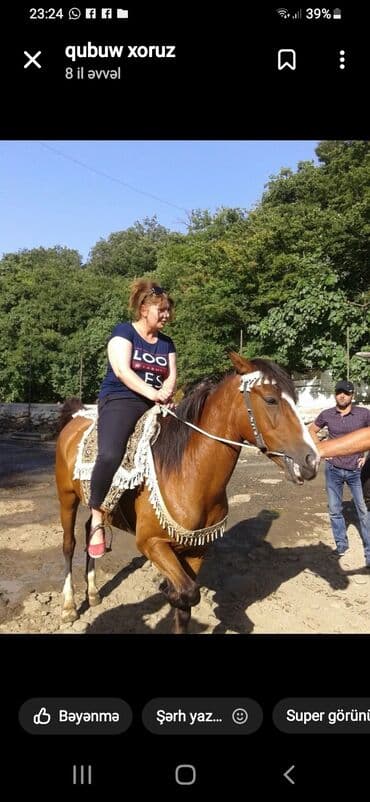 vinil divar kağızları: Alcipan işləri Tavan və arakəsmələr zamanətlə vurulması vap var — 11