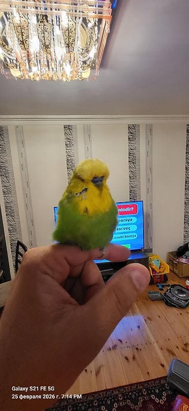 1il yarımlıq Vıstıvka erkəkdi. İki dəfə bala verib. Çox möhtəşəm bala