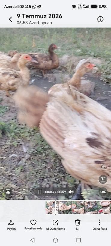 danisan qus: Məhsul: Ev quşları – ördəklər və toyuqlar Təsvir: - Foto və — 2
