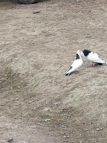 Аквариумы: Cüt dekorativ göyərçin - Növ: dekorativ/döyüşən tipli göyərçinlər (ağ — 1