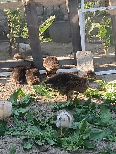 danisan quslar: Satılır: Təmiz yaşılbaş çöl ordekleri 50 günlük .Real alıcılar yazsn — 1