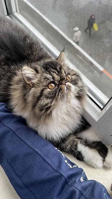 tap az pisik: Ekzot, Erkək, Ünvandan götürmə — 1