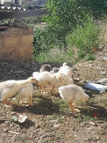 Qazlar: Erkək, Damazlıq, Ünvandan götürmə — 5