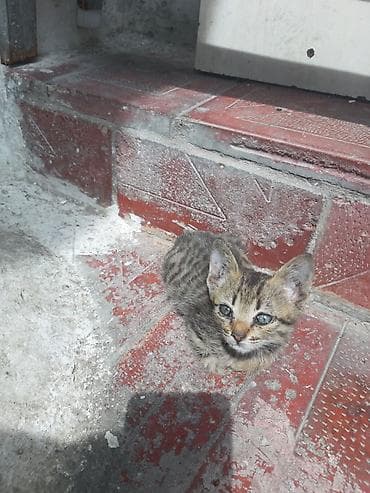 cin bildircin: Erkək, Dişi, Yaxşı əllərə, Pulsuz çatdırılma, Ünvandan götürmə — 8