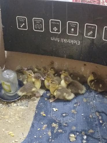 Yemlər: Krasadar lal ördək balalarıdır. 10 günlükdürlər.11 ədəddilər .1 ədədi — 2