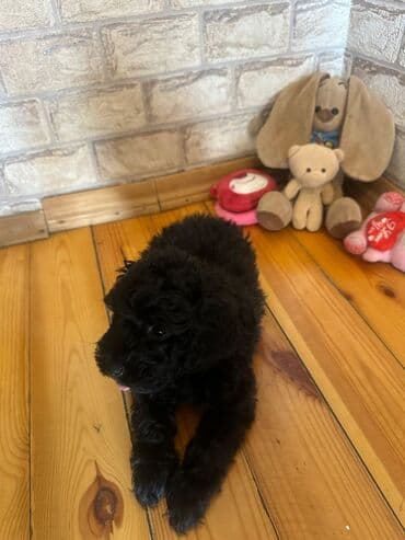 barter it: Şekilleri götürmeyin - Cins: Toy Pudel (mini) - Rəng: qara, ve — 3