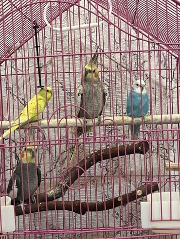 сетка для клетки попугая: Qəfəs və bəzəkli quşlar paketi - Böyük ölçülü, ev formasında, çəhrayı — 1