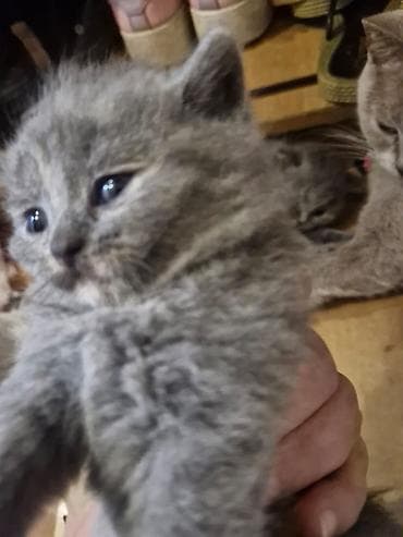 syam pişik: Boz tüklü balaca pişik balası - Cins: uzun tüklü, yumru üz quruluşlu — 5