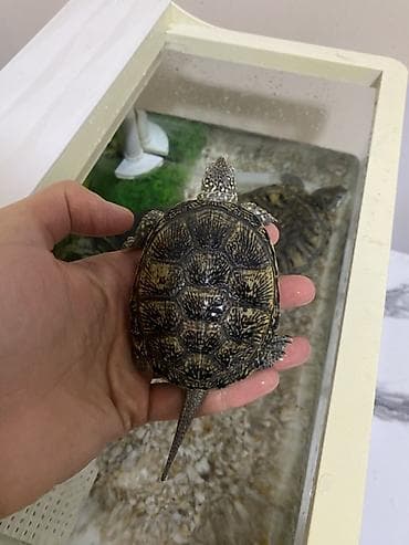 baliq tutan satilir: Dördbucaq akvarium, Balıqlarla birlikdə, 12 l, Ünvandan götürmə — 8