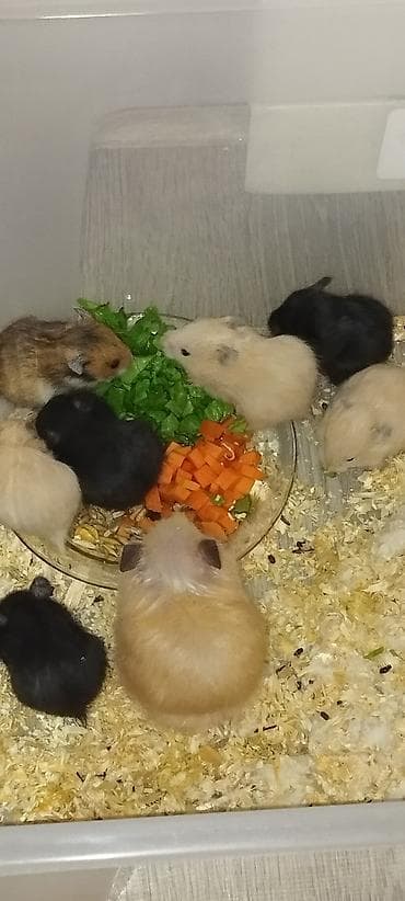 hamster satış: Hamster balaları – müxtəlif rənglərdə (qara, krem, bej — 1