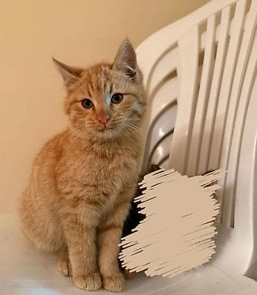 Erkək, Dişi, Yaxşı əllərə — 2