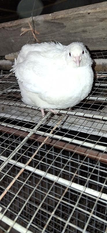 heyvan per page 40: Texas Bildirçinləri biri 3 azn.8fərə 3 xoruz — 5