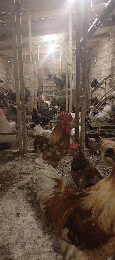 afcarka alman: Orjinal ətlik və ildə 300+ yumurta verən lohmanbrovn alman toyuq cinsi — 1