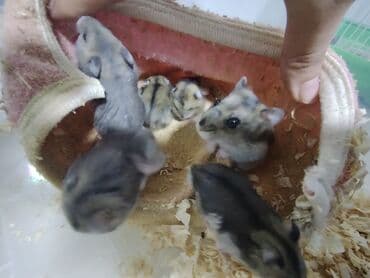 doberman iti qiymeti: Salam aleykum Cırtdan hamsterlər - Növ: cırtdan (Djungarian) hamster — 7