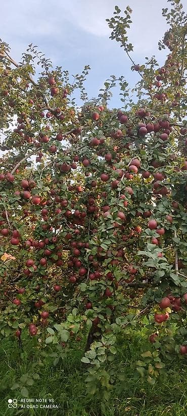 bağ alətləri: 🍎 Satılır Bağ – Qızıləhməddi Alma Bağı🍎 Əla fürsət! Məhsuldar və — 9