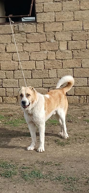 qus adlari azeri: Qurdbasar, 2 il, Erkek, Peyvəndli, Ödənişli çatdırılma — 3