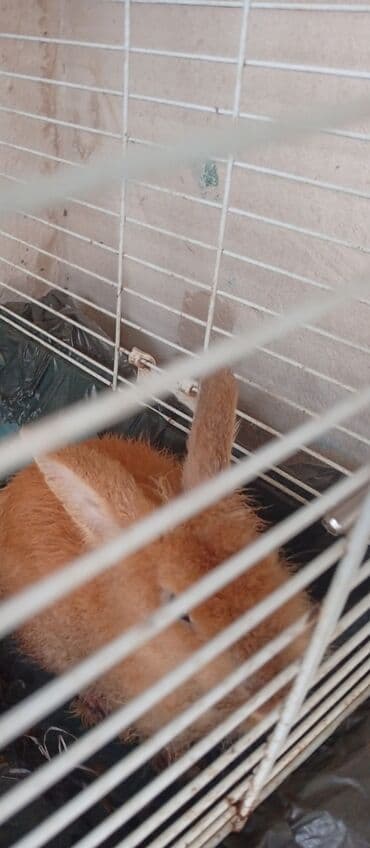 bala dovşanlar: Iki ədəd dovşan satılır.Erkek və dişidir bala verir.Qefes su qabı ilə — 3