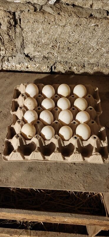 ordey satisi: Dişi, Damazlıq, Ünvandan götürmə — 6