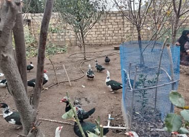 lavanda ordək: Lal őrdəklər satlır analar 11 ədəddir 20 xoruzlar 11 ədəddir 25 — 1