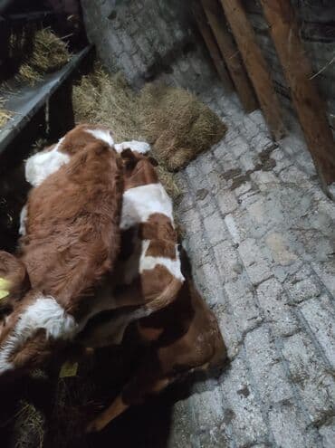 hələb keçisi satılır: 3 süt emeli dana satlır 1 erkeki 2 dişi temiz,senetaldı — 3