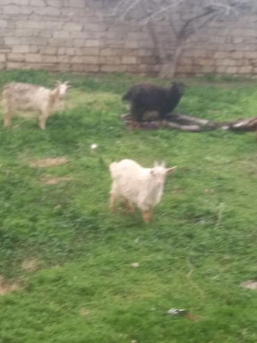 heleb keçisi: Qoyun-keçi sürüsü - Şəkillərdə görünən kiçik sürü: müxtəlif rəngli — 2